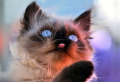 кошка, морда, фон