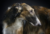 beauty, borzoi, друг
