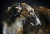 beauty, borzoi, 