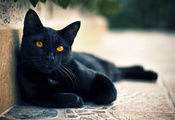 смотрит, чёрный, Кот, глаза, кошка, улица, коте