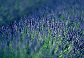 , , lavender