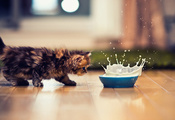 миска, всплеск, молоко, кот, Кошка, котенок, котэ