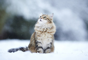 взгляд, пушистая, снег, зима, kitty, winter, snow, кошка, Cat