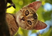 Кошка, морда, дерево, котэ, лето, кот, листва, голова