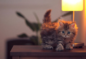 лампа, котенок, daisy, тумба, Кошка, ben torode, свет