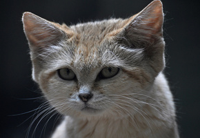  , ,  , , sand cat