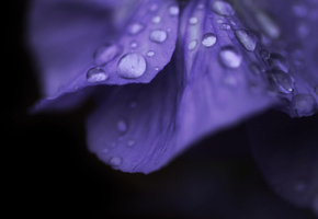 цветочек, капли, роса, Макро, цветок, macro, flower, капля