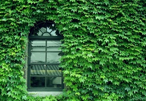 green, Wall, pattern, window, glass