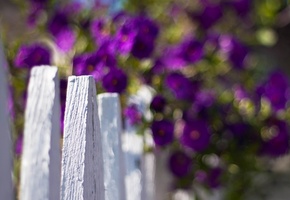 белый, цветы, Макро, цветочки, flowers, ограждение, забор