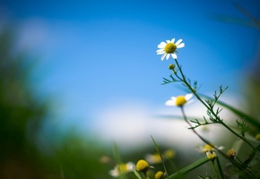 ромашка, листья, цветочек, Цветы, flower, flowers, цветок
