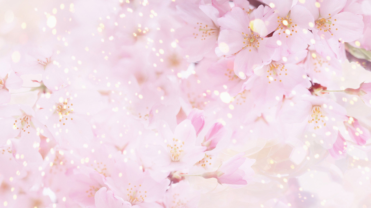 Images Of Background Bunga Sakura SC
