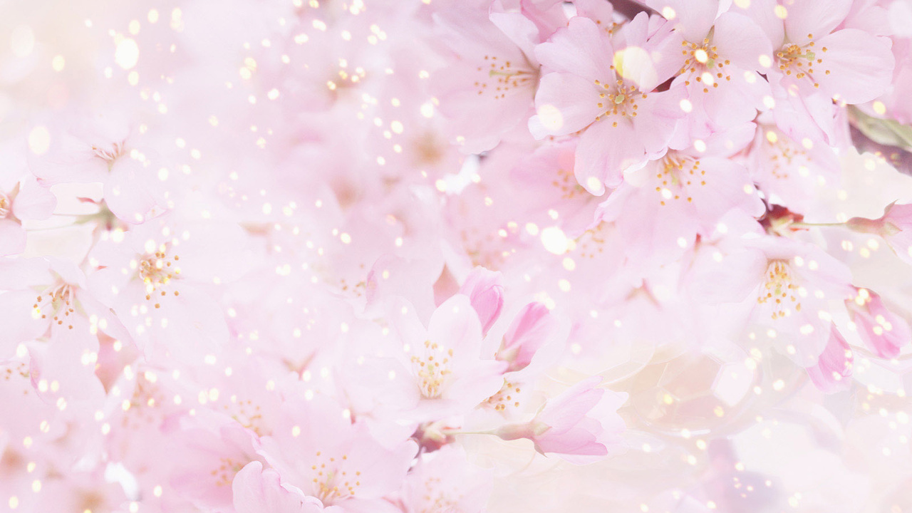 Wallpaper Desktop Bunga Sakura Terlengkap A1 Wallpaperz For You